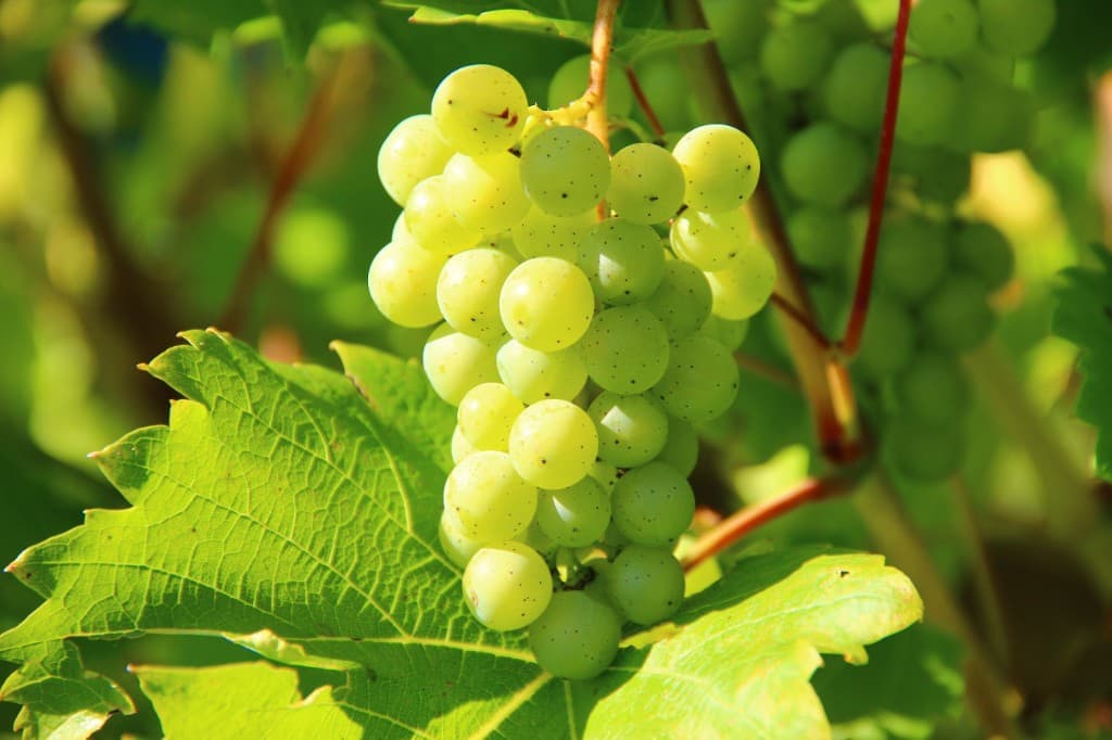 Vin de Cilaos